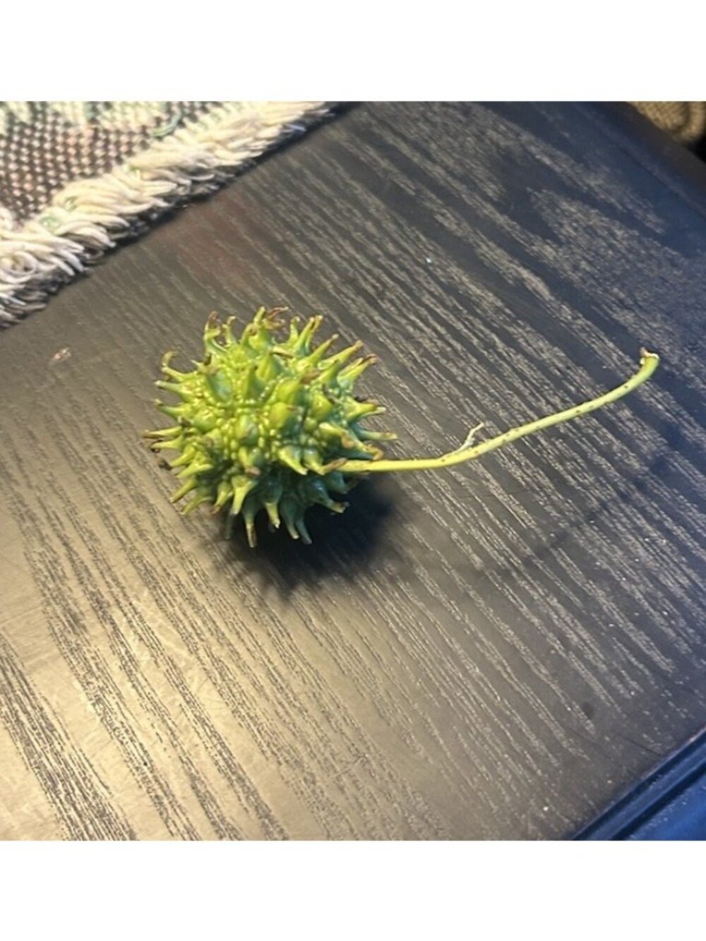 Over 150 4LB Green Sweet Gum Balls From Live tree Witches Burrs Crafts Aquarium - Picture 3 of 4